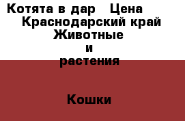 Котята в дар › Цена ­ 50 - Краснодарский край Животные и растения » Кошки   